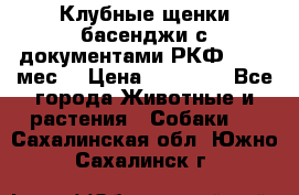 Клубные щенки басенджи с документами РКФ - 2,5 мес. › Цена ­ 20 000 - Все города Животные и растения » Собаки   . Сахалинская обл.,Южно-Сахалинск г.